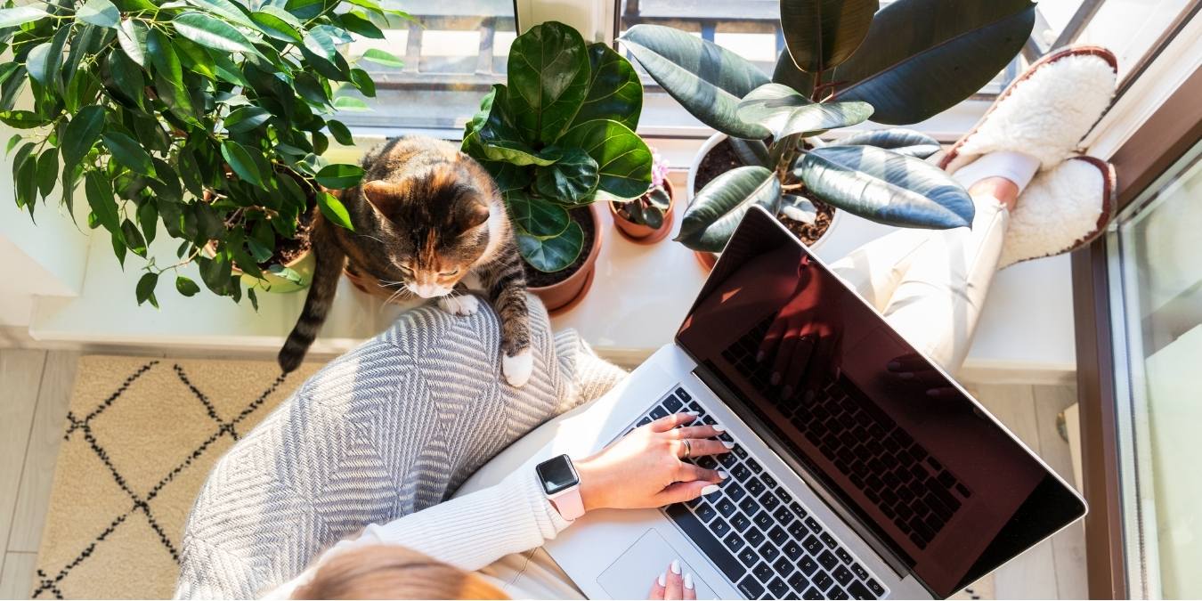 freelance qui est en train de faire sa comptabilité avec un logiciel sur ordinateur vue du dessus, avec son chat sur sa terrasse