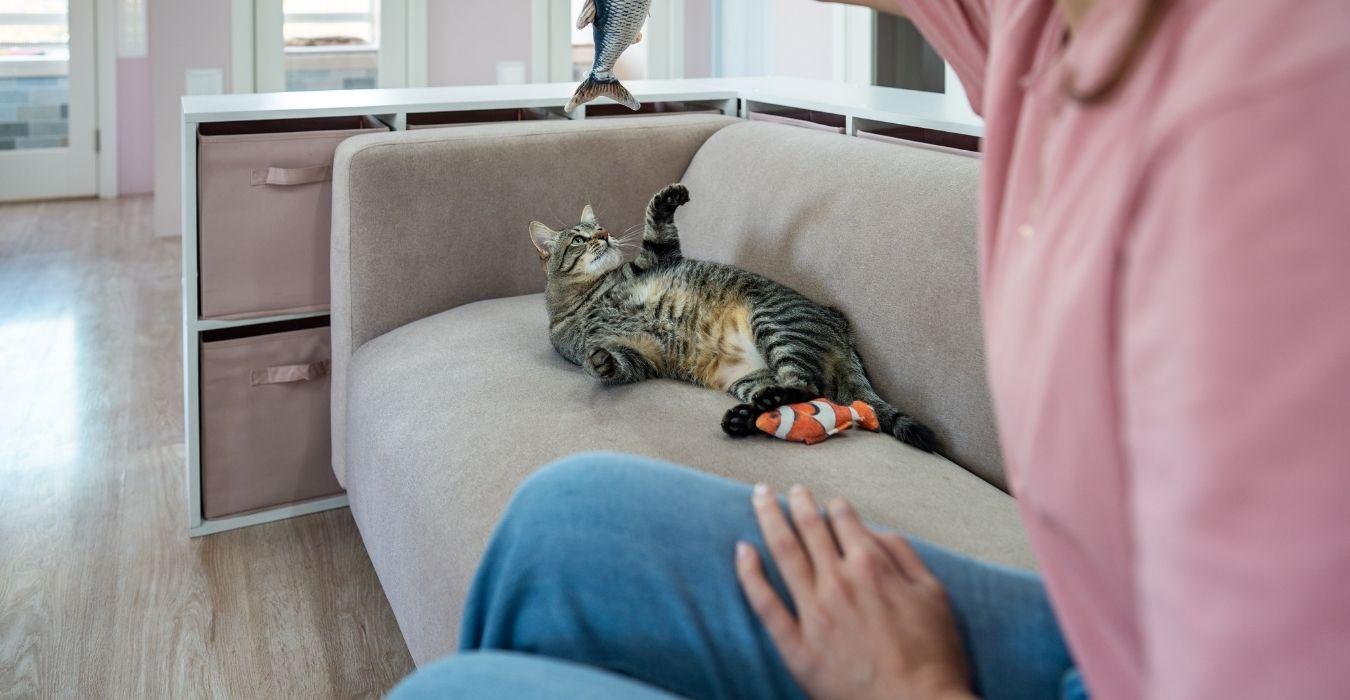 un pet sitter qui s'occupe d'un chat