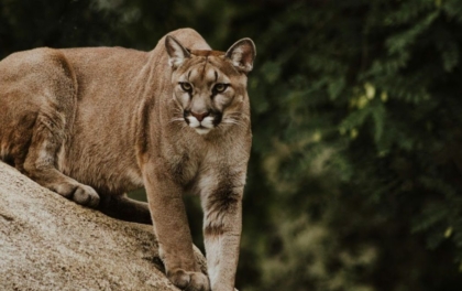 Taxe PUMa : comment éviter les pièges en 2025 ?